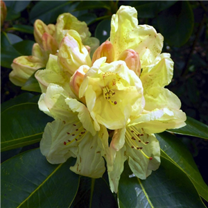 Rhododendron 'Ehrengold'